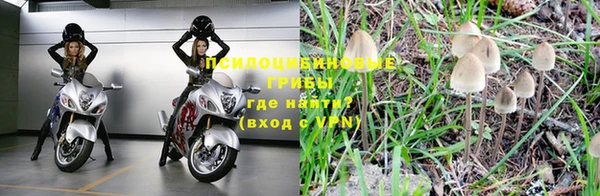 PSILOCYBIN Армянск